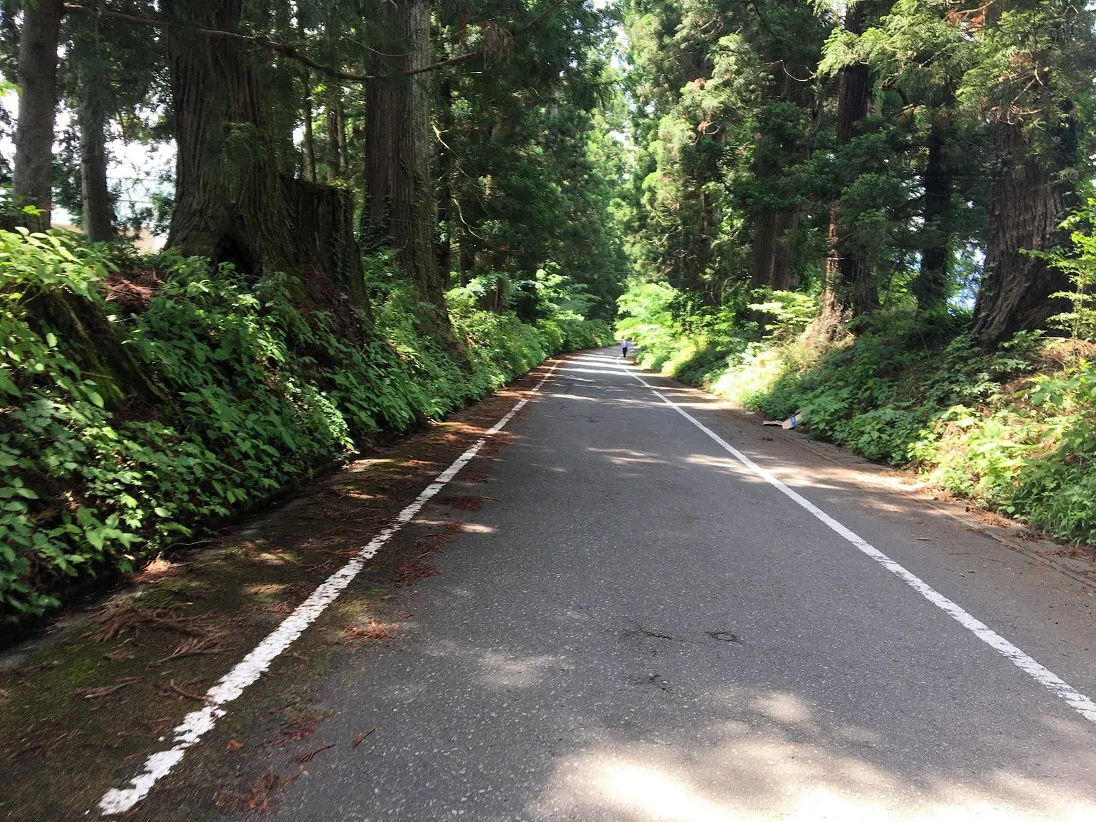 Empty winding mountain road through cedar forest near Nikko
