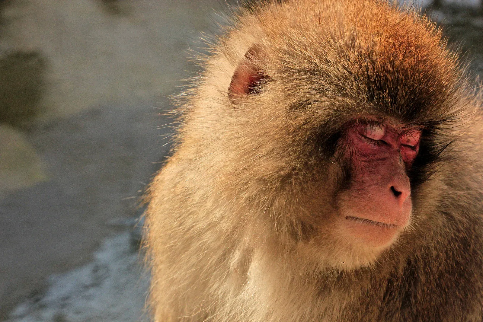 Close-up of a Japanese macaque with a red face and closed eyes