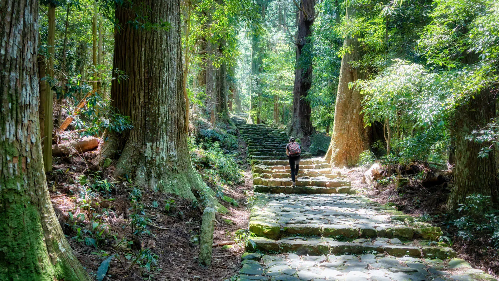 Stone steps climbing between tall cedar trunks on the Kumano Kodo