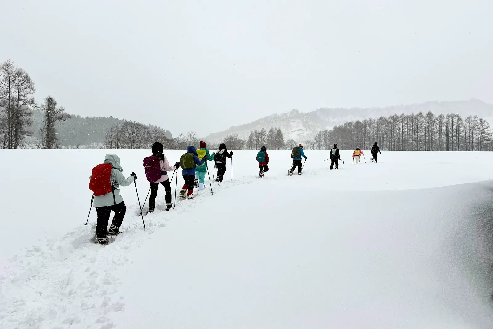 Line of snowshoe hikers climbing a snowy slope beside spruce trees