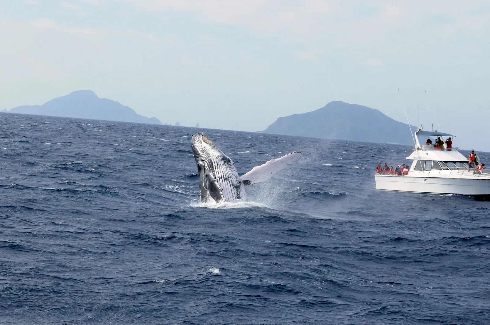 Humpback whale breaching beside a whale-watching boat with island peaks behind